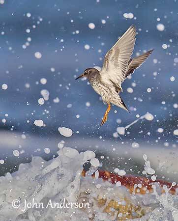 John Anderson, https://www.pbase.com/crail_birder